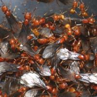 Field Ant Swarm