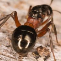 Carpenter Ant Abdomen