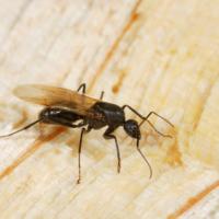 Reproductive Carpenter Ant