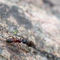 Carpenter Ant