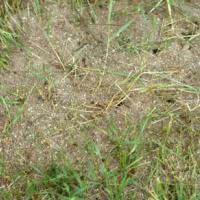 Field Ant Next