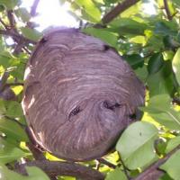Paper Wasp Nest