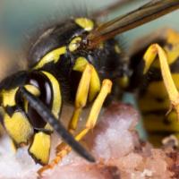 Paper (Umbrealla) Wasp