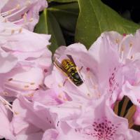 Yellow Jacket