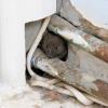Rodent Holes