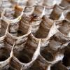 Wasp's Nest